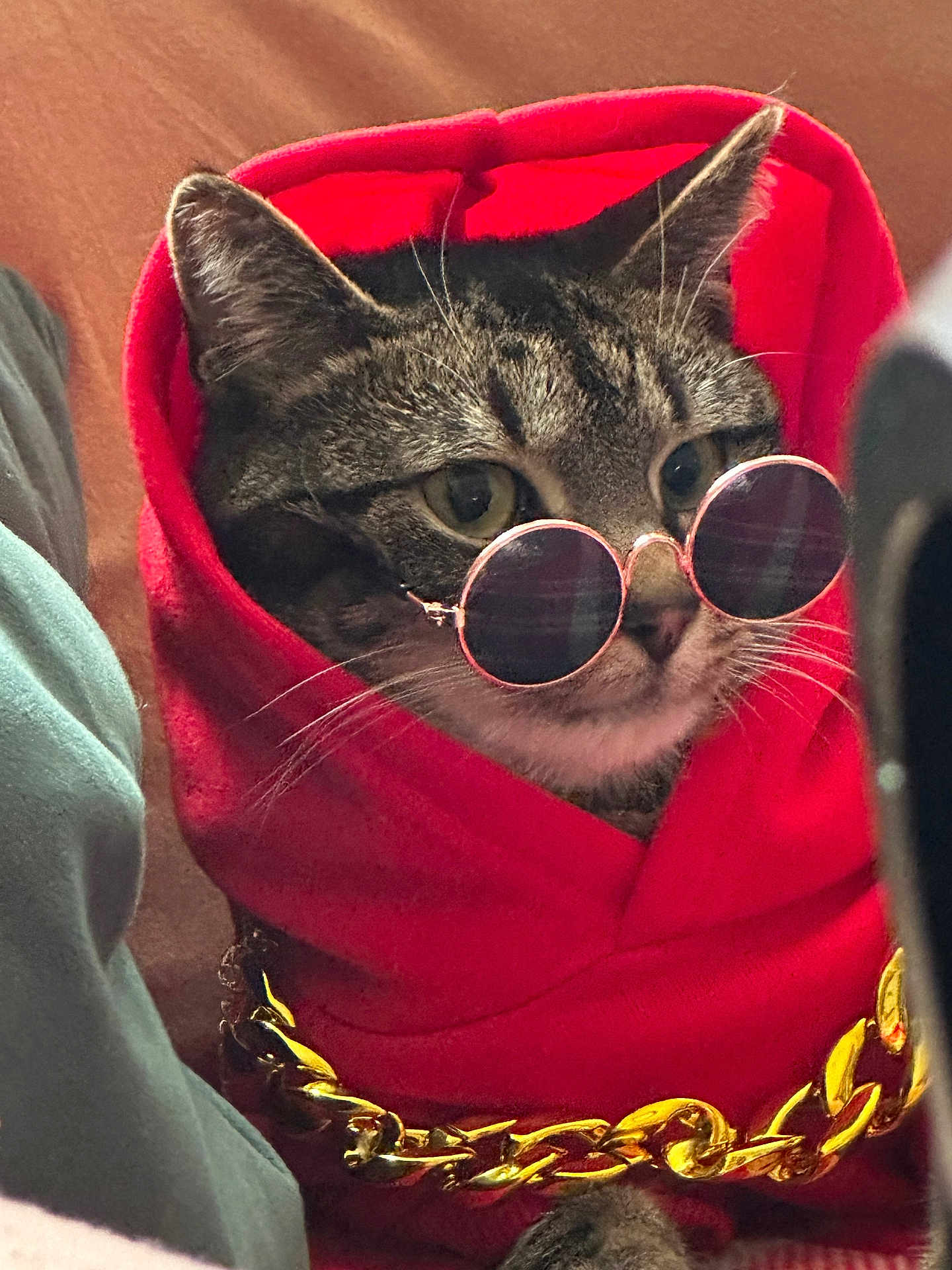 Nammie joined the competition — help win amazing prizes! accessory, animal, cat, closeup, costume, cute, expression, face, fashion, feline, gold_chain, hoodie, indoor, pet, portrait, red_hoodie, stylish, sunglasses, tabby_cat, whiskers