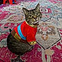 Nammie is registered to the contest to win money with this photo: animal, blue, carpet, cat, colorful_clothing, curious, cute, domestic, floor, furniture, gold, household_items, indoor, looking, patterned_rug, pet, portrait, red, sitting, tabby_cat