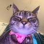 Nammie is registered to the contest to win money with this photo: animal, background, cat, close_up, collar, decoration, domestic_cat, ears, face, feline, fur, indoor, nose, pet, pink_bandana, portrait, tabby_cat, unimpressed, whiskers