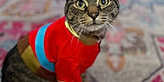 Nammie joined the competition — help win amazing prizes! animal, blue, blurred_background, carpet, cat, clothing, costume, cute, ears, eyes, feline, gold, indoor, patterned_rug, pet, portrait, red, sitting, tabby, whiskers