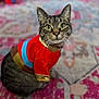 animal, blue, blurred_background, carpet, cat, clothing, costume, cute, ears, eyes, feline, gold, indoor, patterned_rug, pet, portrait, red, sitting, tabby, whiskers