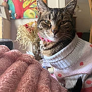 Nammie is registered to the contest to win money with this photo: animal, blanket, cat, closeup, colorful_art, cozy, cute, domestic_cat, ears, fur, furniture, home_decor, indoor, painting, pet, pink_collar, sweater, tabby_cat, tail, whiskers