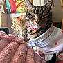 animal, blanket, cat, closeup, colorful_art, cozy, cute, domestic_cat, ears, fur, furniture, home_decor, indoor, painting, pet, pink_collar, sweater, tabby_cat, tail, whiskers