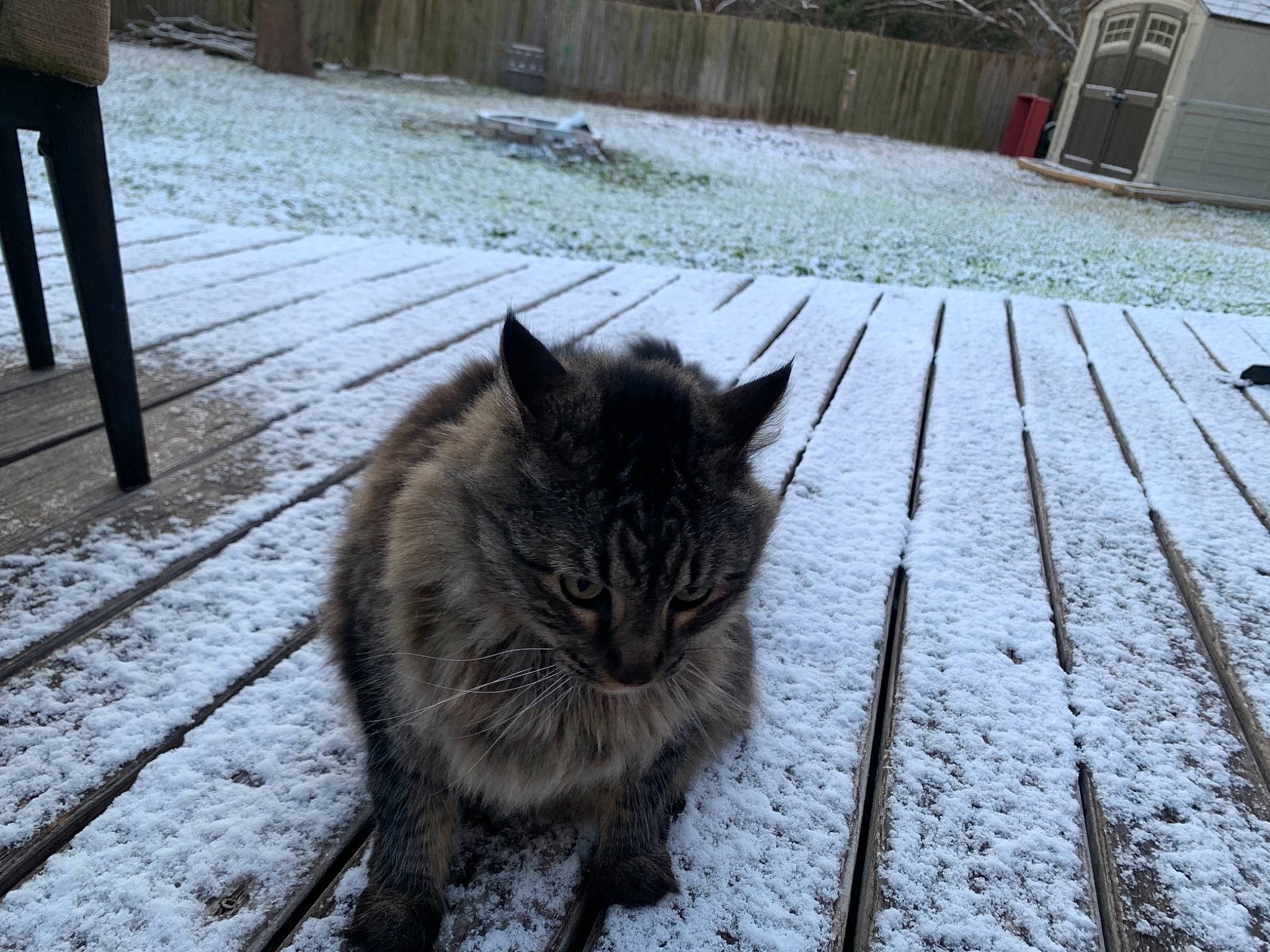 Anakin joined the competition — help win amazing prizes! british_semi_longhair, carnivore, cat, domestic_long_haired_cat, domestic_short_haired_cat, european_shorthair, felidae, fur, norwegian_forest_cat, polydactyl_cat, small_to_medium_sized_cats, snout, snow, tail, whiskers, winter