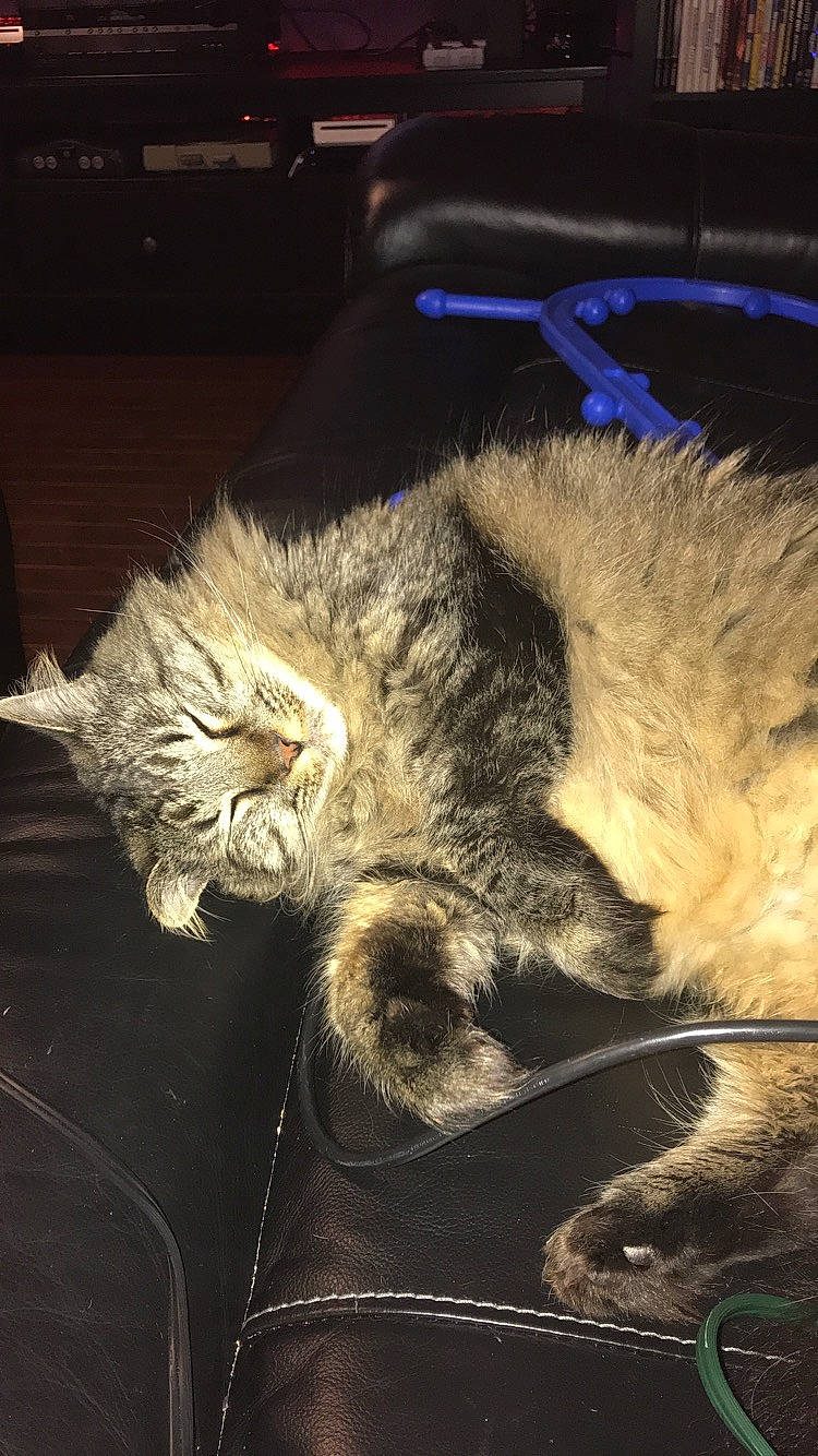 Anakin joined the competition — help win amazing prizes! canidae, carnivore, cat, claw, felidae, fur, paw, small_to_medium_sized_cats, snout, tail, whiskers