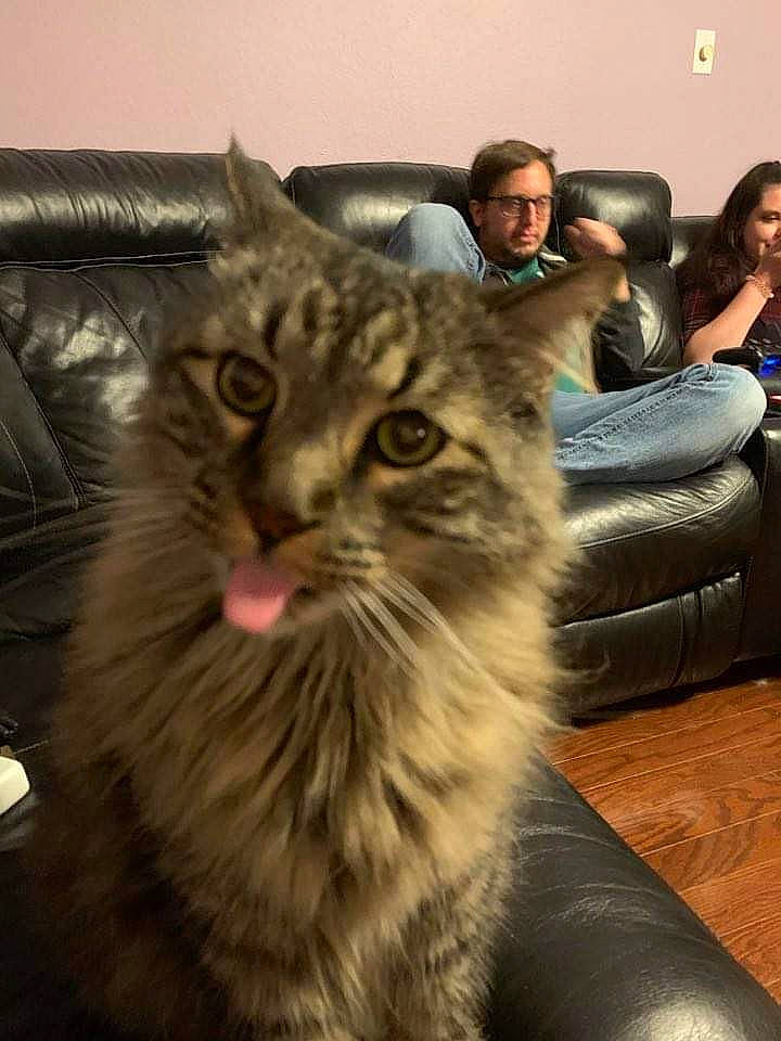 Anakin is registered to the contest to win money with this photo: american_curl, asian, asian_semi_longhair, british_semi_longhair, carnivore, cat, domestic_long_haired_cat, eye, felidae, fur, maine_coon, mammal, norwegian_forest_cat, photography, siberian, small_to_medium_sized_cats, snout, tabby_cat, vertebrate, whiskers