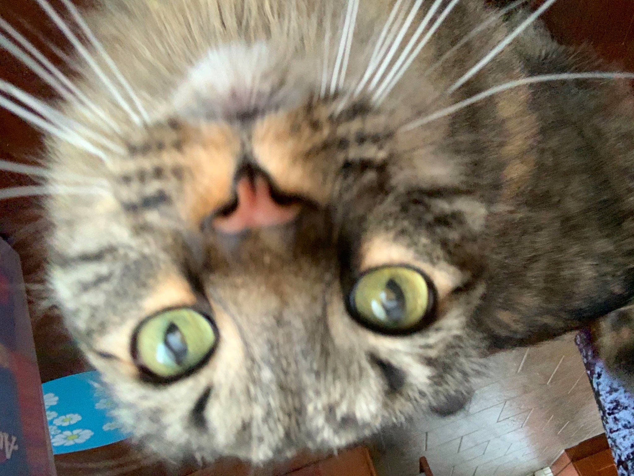 Anakin joined the competition — help win amazing prizes! american_curl, asian, carnivore, cat, close_up, domestic_short_haired_cat, dragon_li, european_shorthair, eye, felidae, fur, kitten, mammal, nose, pixie_bob, siberian, small_to_medium_sized_cats, snout, tabby_cat, whiskers