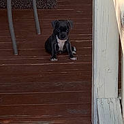 Lilo joined the competition — help win amazing prizes! puppy, dog, black_and_white, sitting, wooden_floor, porch, white_railings, metal_chair, small_dog, pet, animal, cute, young, outdoor, floorboards, domestic_animal, looking, alone, quiet, calm