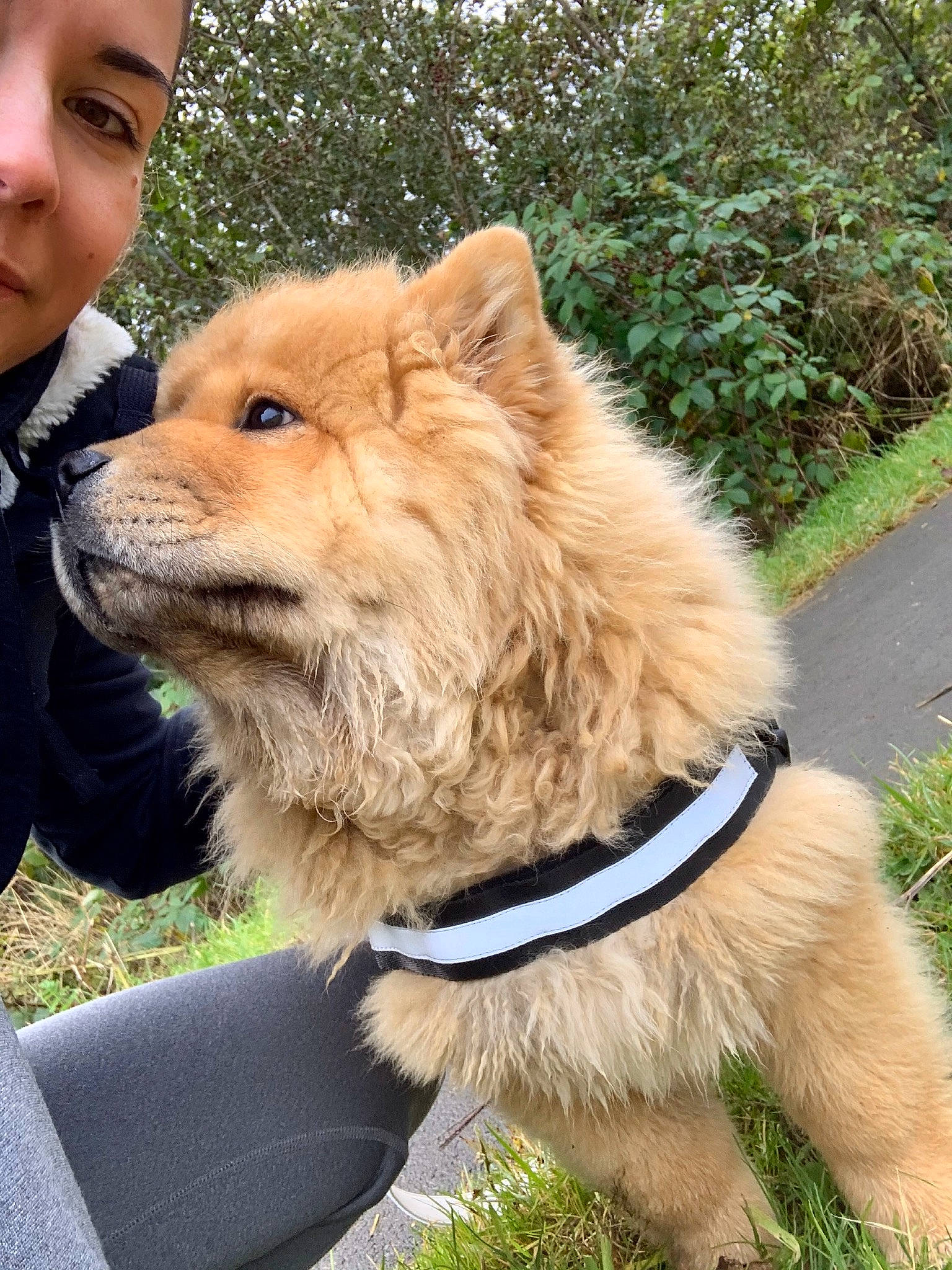 Cleo joined the competition — help win amazing prizes! canidae, carnivore, collar, companion_dog, dog, dog_breed, dog_collar, dog_walking, fashion_accessory, fawn, fur, grass, leash, plant, snout, sporting_group, tail, terrier, whiskers, working_animal