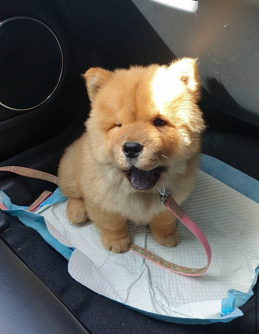 Cleo joined the competition — help win amazing prizes! canidae, carnivore, collar, companion_dog, dog, dog_breed, dog_supply, fawn, fur, german_spitz, german_spitz_klein, german_spitz_mittel, mechanical_fan, pet_supply, pomeranian, snout, spitz, sporting_group, toy_dog, working_animal