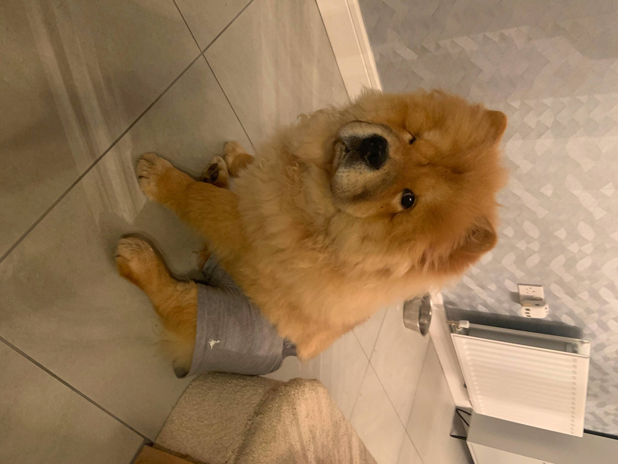 Cleo is registered to the contest to win money with this photo: canidae, carnivore, companion_dog, dog, dog_breed, fawn, felidae, flooring, fur, german_spitz, german_spitz_klein, paw, small_to_medium_sized_cats, snout, spitz, sporting_group, tail, toy_dog, whiskers, working_animal