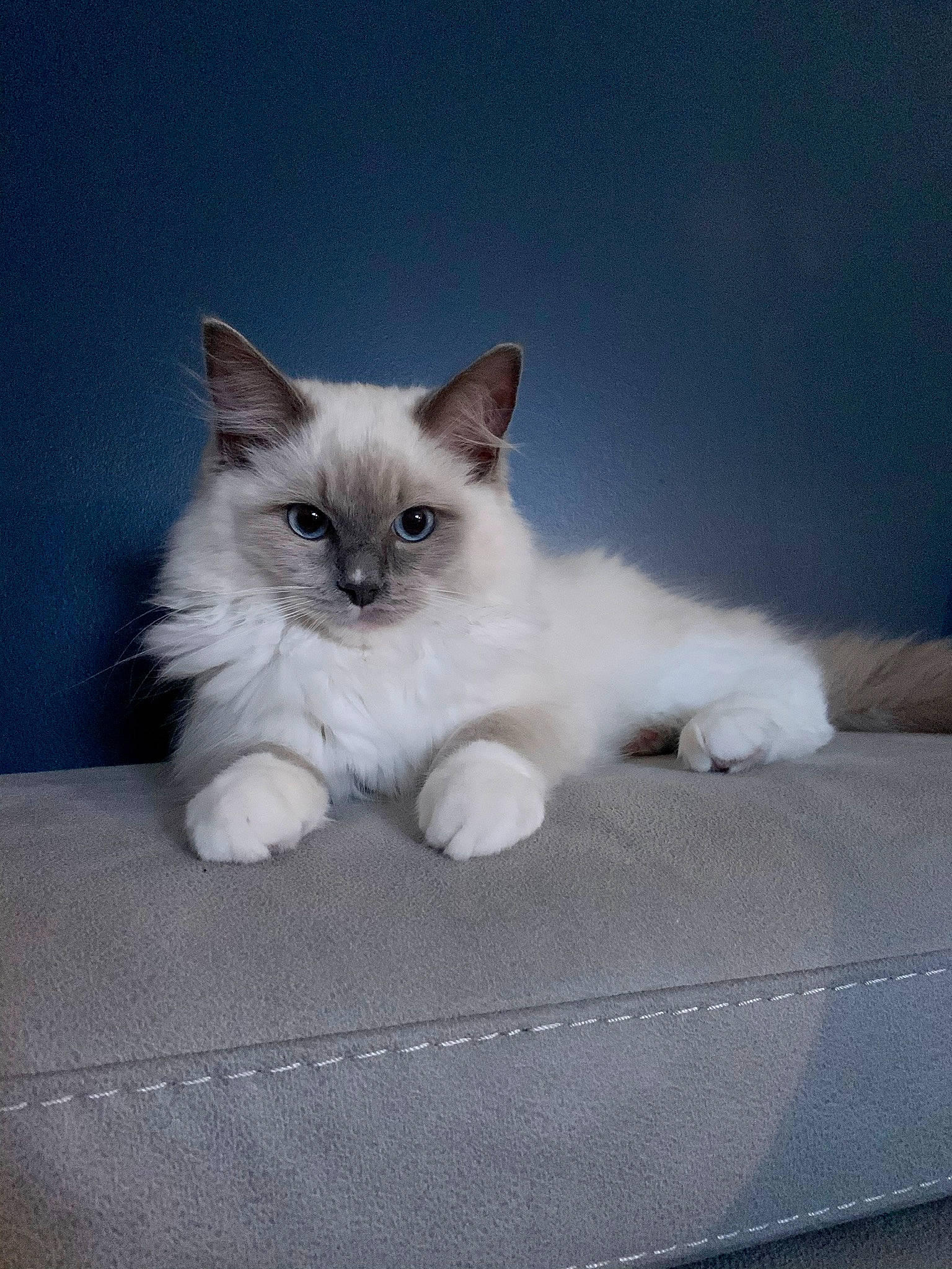 Blue is registered to the contest to win money with this photo: birman, carnivore, cat, claw, comfort, eye, fawn, felidae, fur, paw, ragdoll, sitting, small_to_medium_sized_cats, snout, tail, terrestrial_animal, whiskers
