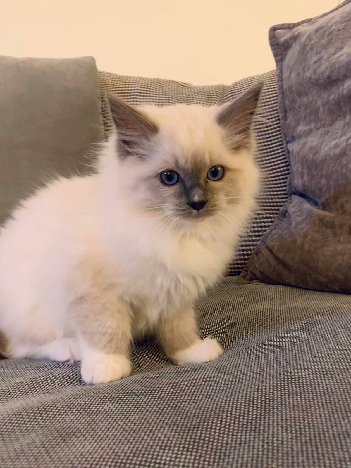 Blue joined the competition — help win amazing prizes! balinese, birman, carnivore, cat, claw, comfort, eye, fawn, felidae, fur, iris, paw, ragdoll, siamese, small_to_medium_sized_cats, snout, tail, terrestrial_animal, thai, whiskers