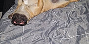Volt participe au concours pour gagner de l'argent avec cette photo : animal, bed, blanket, canine, couch, cozy, cute, dog, fur, home, indoor, pet, pillow, playful, pug, relaxed, resting, sleeping, smiling, upside_down