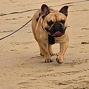 Volt a rejoint le concours — aidez-le/la à gagner de superbes lots ! animal, beach, canine, coast, daytime, dog, ears, french_bulldog, fur, happy, leash, nature, outdoor, pet, playful, sand, summer, tongue, walking, waves