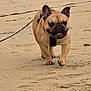 animal, beach, canine, coast, daytime, dog, ears, french_bulldog, fur, happy, leash, nature, outdoor, pet, playful, sand, summer, tongue, walking, waves