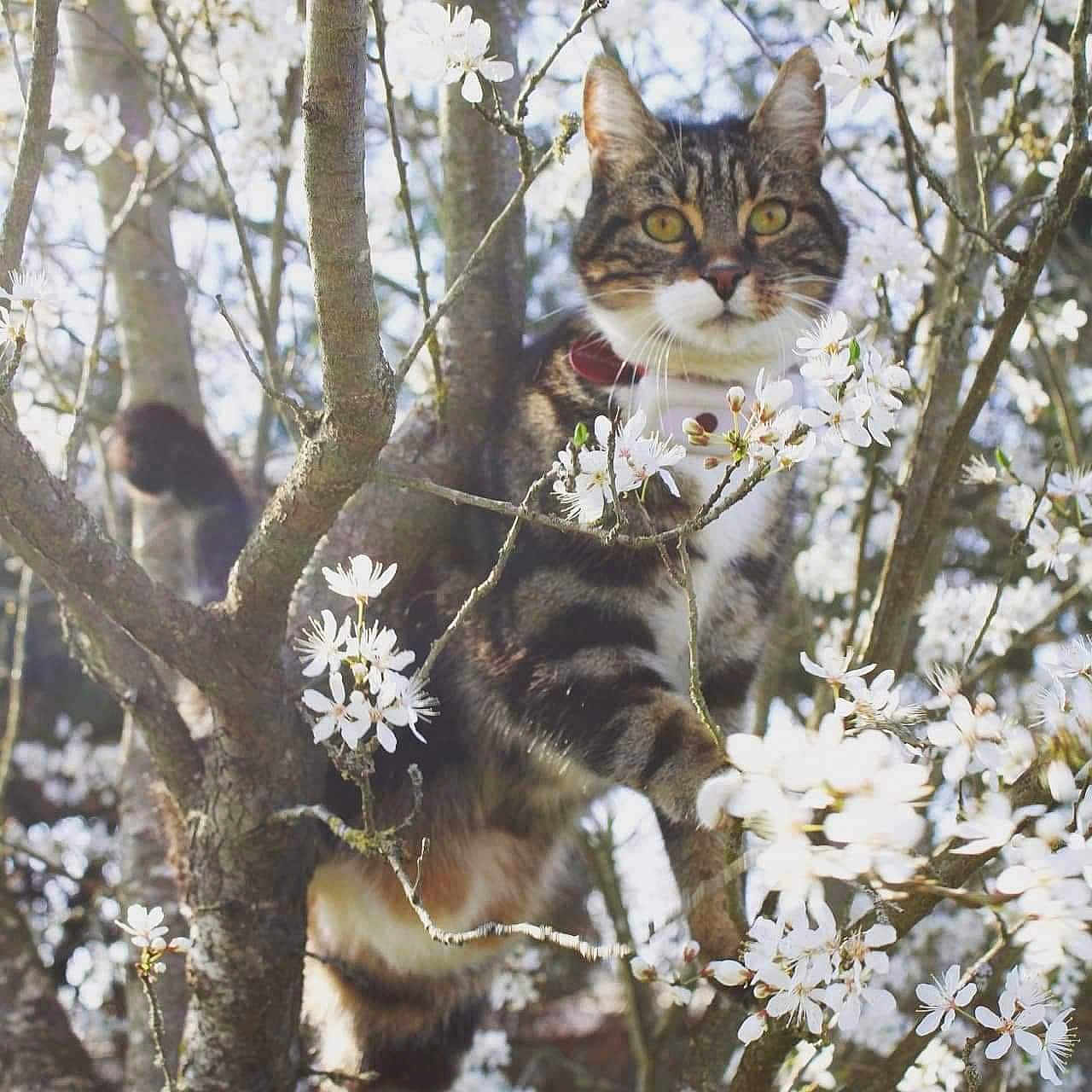 Lynx