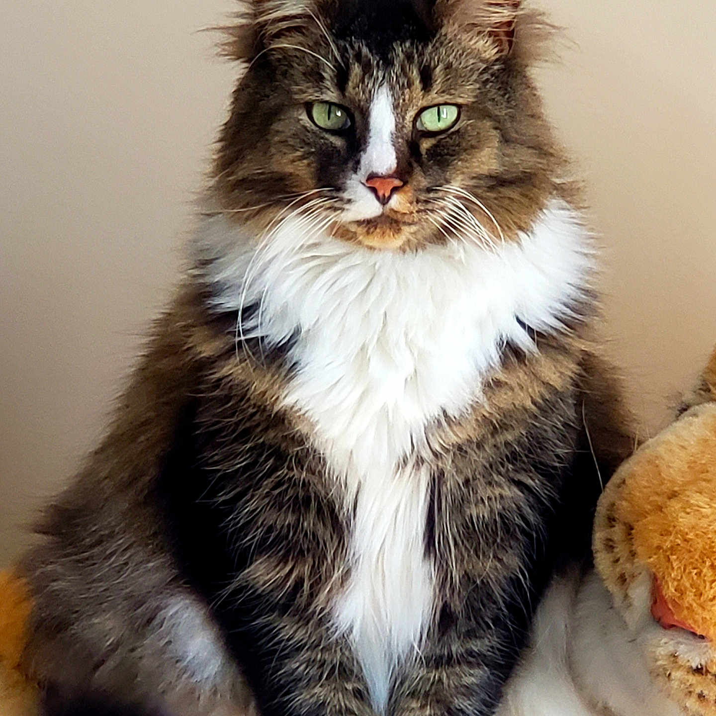 Cooper is registered to the contest to win money with this photo: abyssinian, angora, animal, cat, kitten, manx, pet, siamese, toy