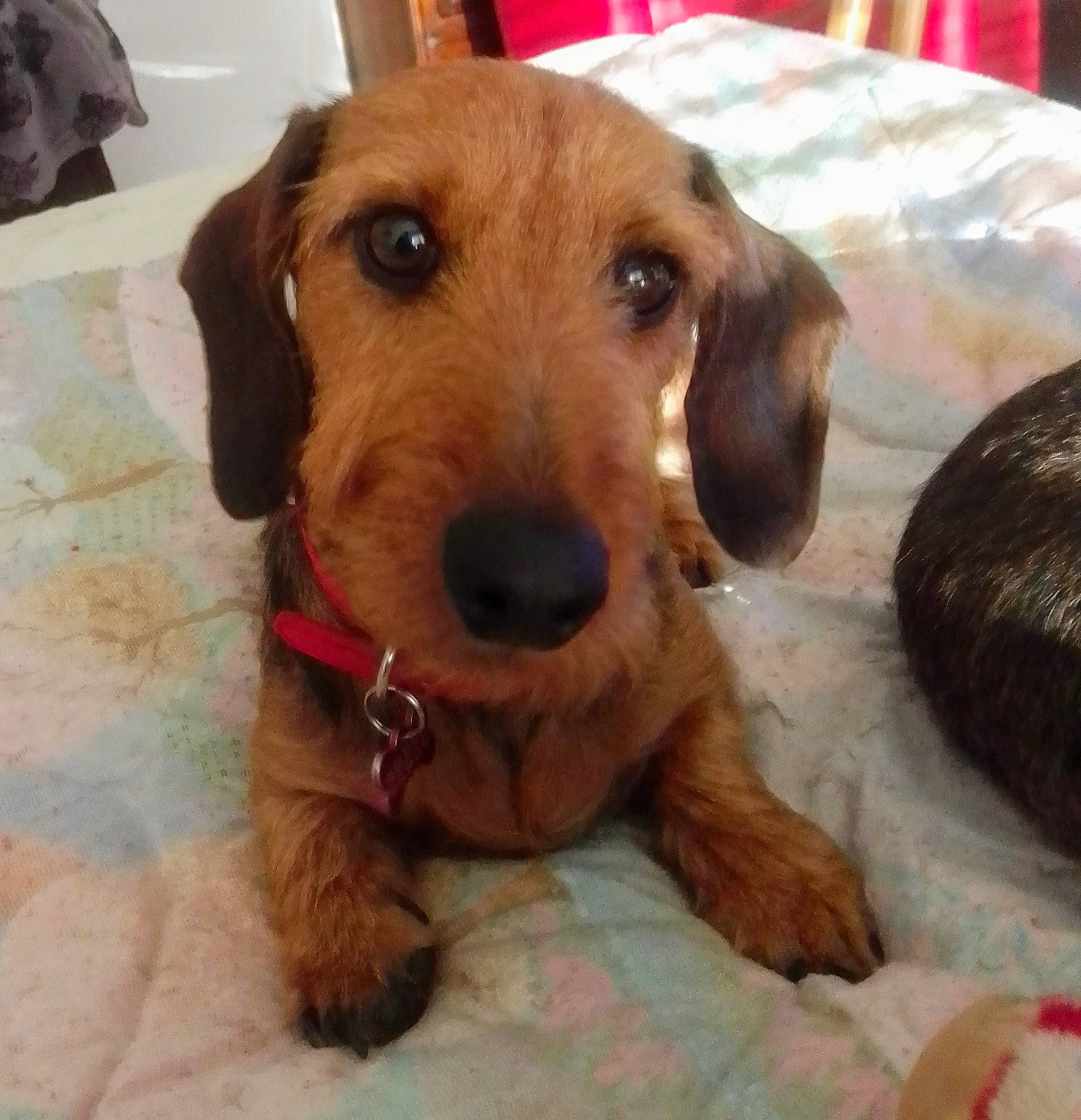 Naboo a rejoint le concours — aidez-le/la à gagner de superbes lots ! canidae, carnivore, collar, companion_dog, dog, dog_bed, dog_breed, dog_supply, fawn, fur, liver, paw, pet_supply, puppy, selfie, smile, snout, sporting_group, whiskers, working_animal