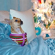Lucilu joined the competition — help win amazing prizes! blanket, christmas_tree, couch, cozy, curious, decorations, dog, feathers, festive, furniture, harness, holiday, indoor, lights, ornaments, pet, pillow, small_dog, sweater, warm