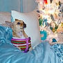 blanket, christmas_tree, couch, cozy, curious, decorations, dog, feathers, festive, furniture, harness, holiday, indoor, lights, ornaments, pet, pillow, small_dog, sweater, warm