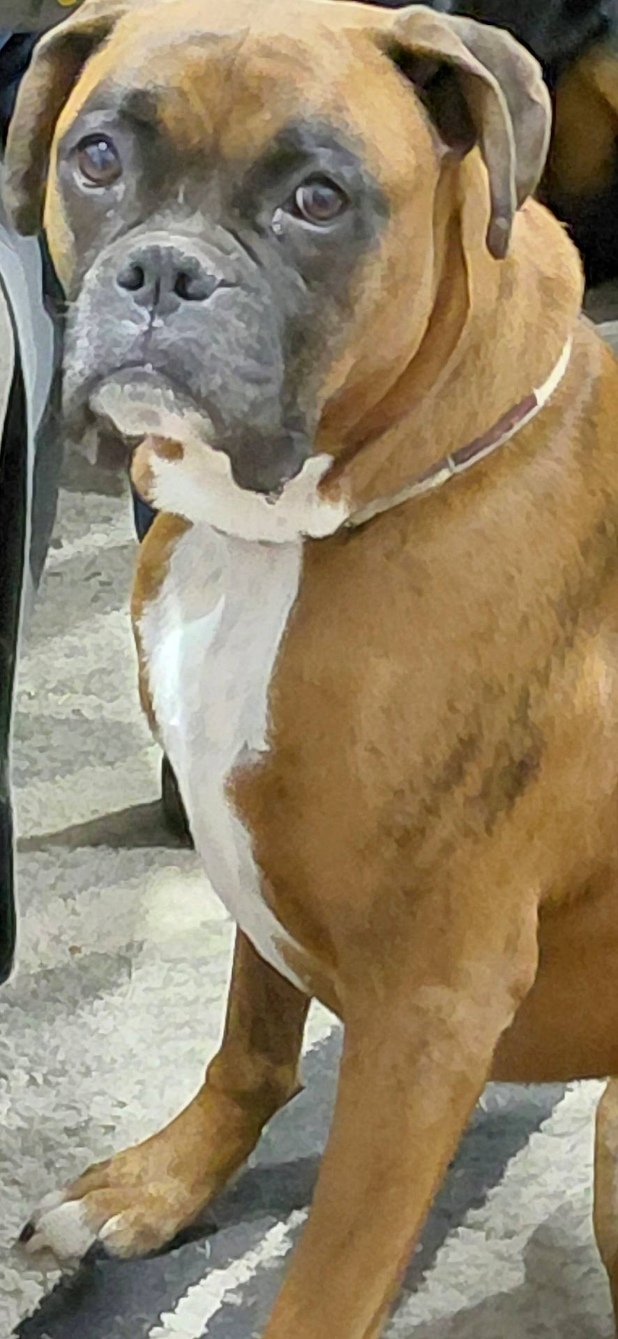 Dakota is registered to the contest to win money with this photo: animal, boxer, brown, canine, closeup, collar, dog, domestic_animal, ears, face, floor, fur, indoor, looking, mammal, pet, portrait, rug, sitting, white