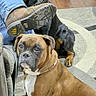 alert, black_dog, boot, boxer, brown_dog, carpet, chain_collar, couch, decor, dog, furniture, house, indoor, living_room, person, pet, rottweiler, shelf, sitting, wood_floor