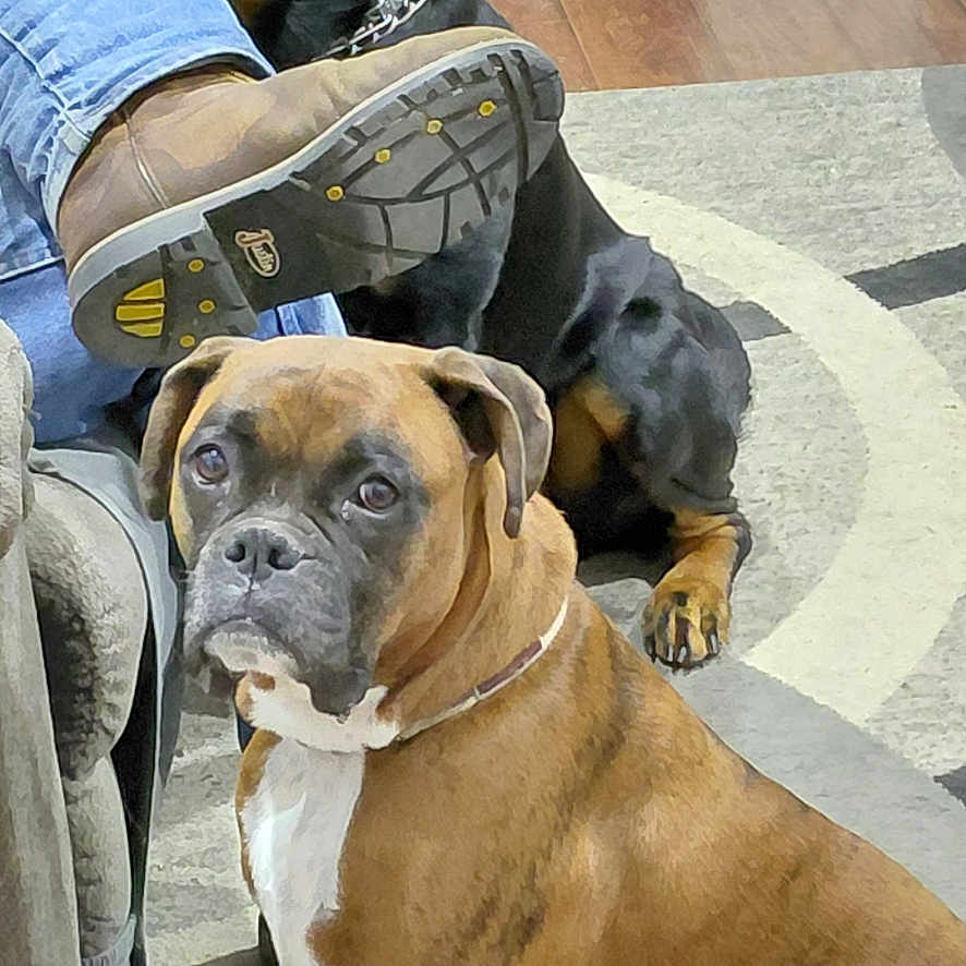 Dakota is registered to the contest to win money with this photo: alert, black_dog, boot, boxer, brown_dog, carpet, chain_collar, couch, decor, dog, furniture, house, indoor, living_room, person, pet, rottweiler, shelf, sitting, wood_floor