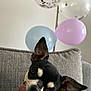 Yoda participe au concours pour gagner de l'argent avec cette photo : animal, balloons, black_and_white, celebration, chihuahua, couch, cute, dog, ears, face, fur, home, indoor, lamp, light, pet, playful, small_dog, tilted_head, tongue_out