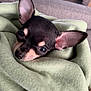 animal, blanket, chihuahua, comfort, cozy, cute, dog, ears, eyes, fur, indoor, muzzle, pet, portrait, puppy, resting, small_dog, snuggle, soft_texture, warm