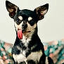 Yoda participe au concours pour gagner de l'argent avec cette photo : animal, black_and_tan, canine, chihuahua, close_up, companion, cushion, cute, dog, domestic_animal, ears, expression, fur, indoor, patterned, pet, portrait, sitting, small_dog, tongue_out