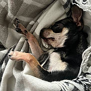 Yoda a rejoint le concours — aidez-le/la à gagner de superbes lots ! animal, black, blanket, chihuahua, closeup, cozy, cute, dog, fur, indoor, paw, pet, relax, rest, sleeping, small, snuggle, soft, tan, warm
