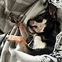animal, black, blanket, chihuahua, closeup, cozy, cute, dog, fur, indoor, paw, pet, relax, rest, sleeping, small, snuggle, soft, tan, warm