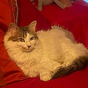 Shelby is registered to the contest to win money with this photo: cat, fluffy, white, gray, lounging, couch, red, indoor, pet, animal, relaxed, fur, domestic, feline, resting, cozy, soft, comfort, household, portrait