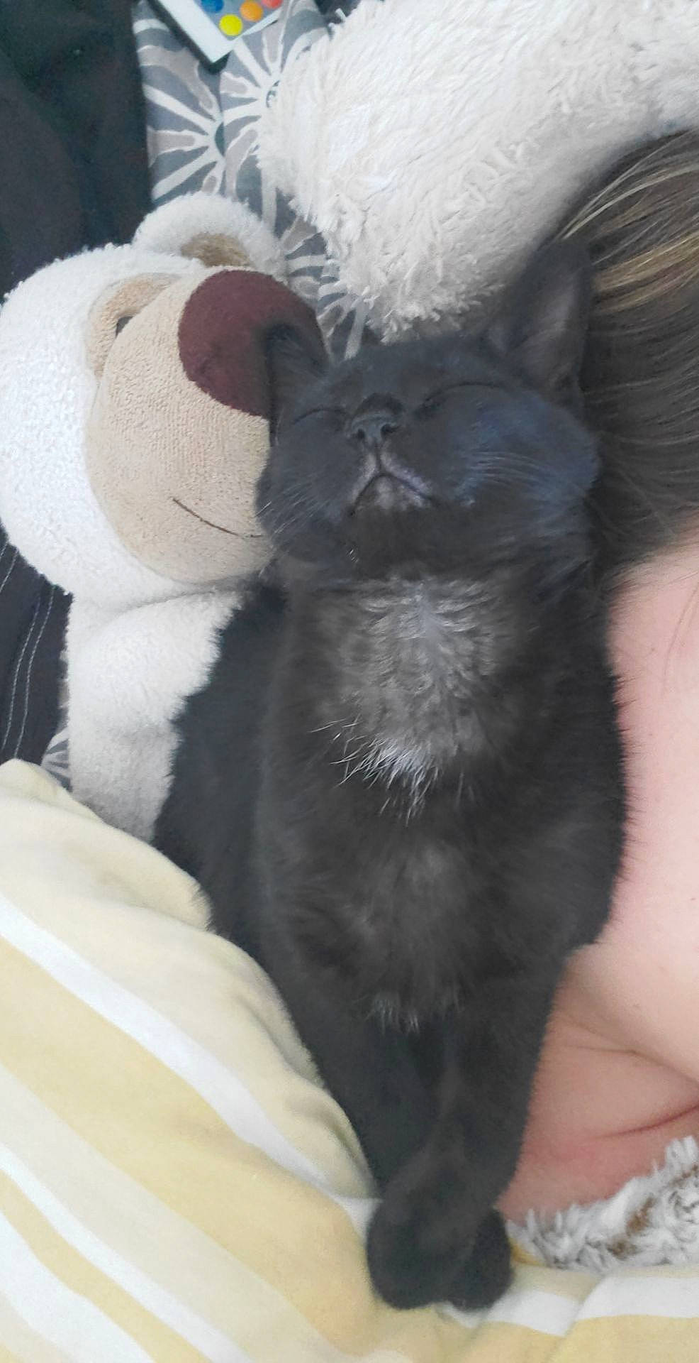 Mila participe au concours pour gagner de l'argent avec cette photo : carnivore, cat, comfort, domestic_short_haired_cat, felidae, foot, fur, paw, plush, small_to_medium_sized_cats, snout, stuffed_toy, tail, terrestrial_animal, toy, whiskers