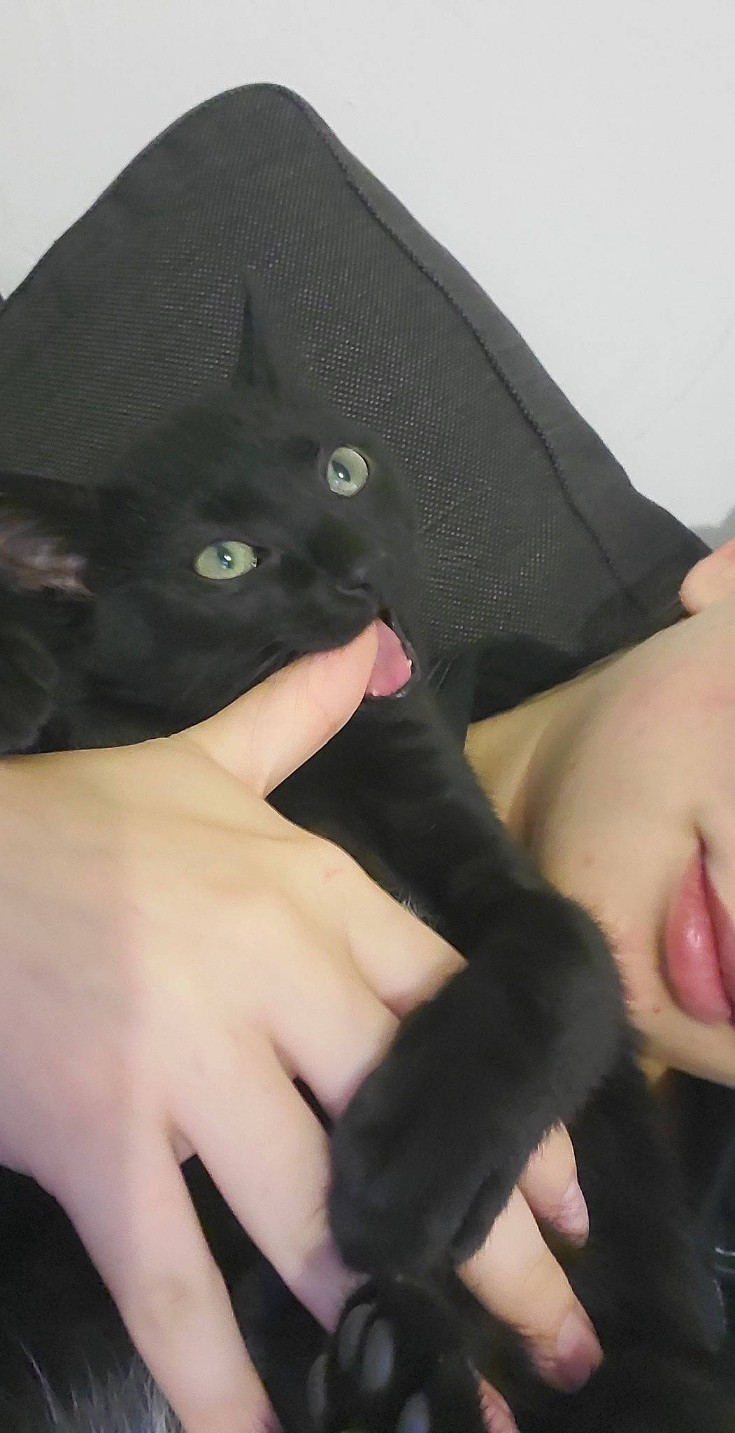 Mila participe au concours pour gagner de l'argent avec cette photo : black, black_cat, bombay, carnivore, cat, comfort, eyelash, fashion_accessory, felidae, finger, fur, gesture, mammal, nail, sleeve, small_to_medium_sized_cats, thumb, vertebrate, whiskers, wrist