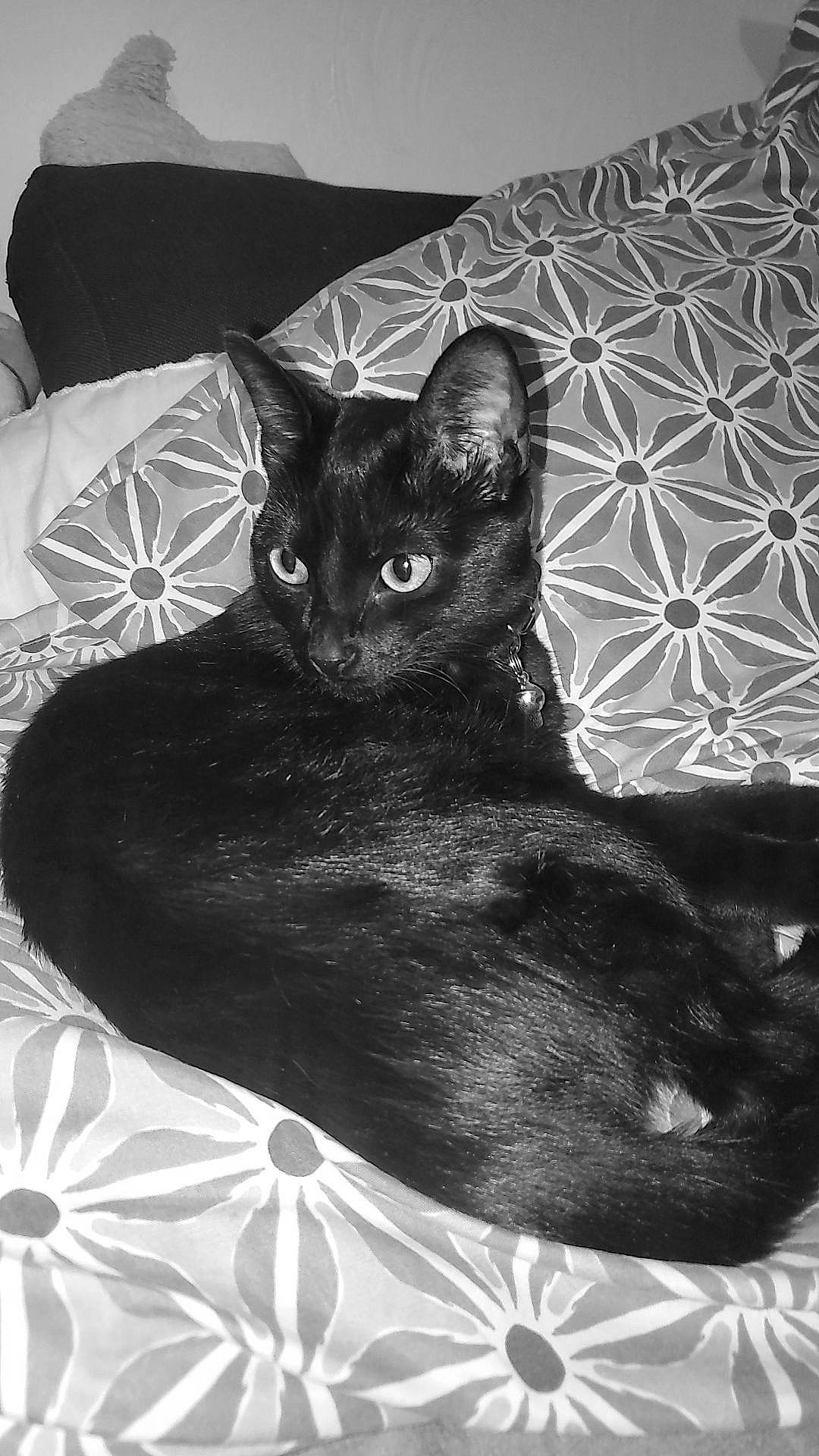 Mila participe au concours pour gagner de l'argent avec cette photo : bed, bedding, black, black_cat, bombay, carnivore, cat, comfort, domestic_short_haired_cat, felidae, fur, grey, linens, monochrome, monochrome_photography, room, small_to_medium_sized_cats, snout, tail, whiskers