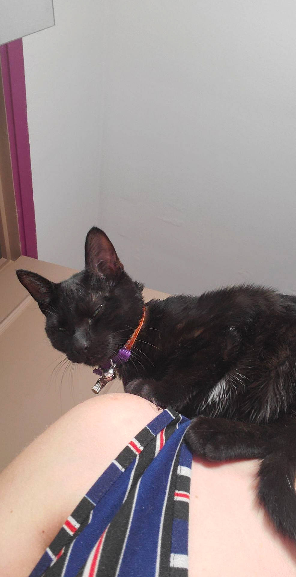 Mila a rejoint le concours — aidez-le/la à gagner de superbes lots ! black_cat, bombay, carnivore, cat, claw, collar, comfort, curtain, domestic_short_haired_cat, ear, fashion_accessory, felidae, fur, gesture, havana_brown, lap, small_to_medium_sized_cats, snout, tail, whiskers