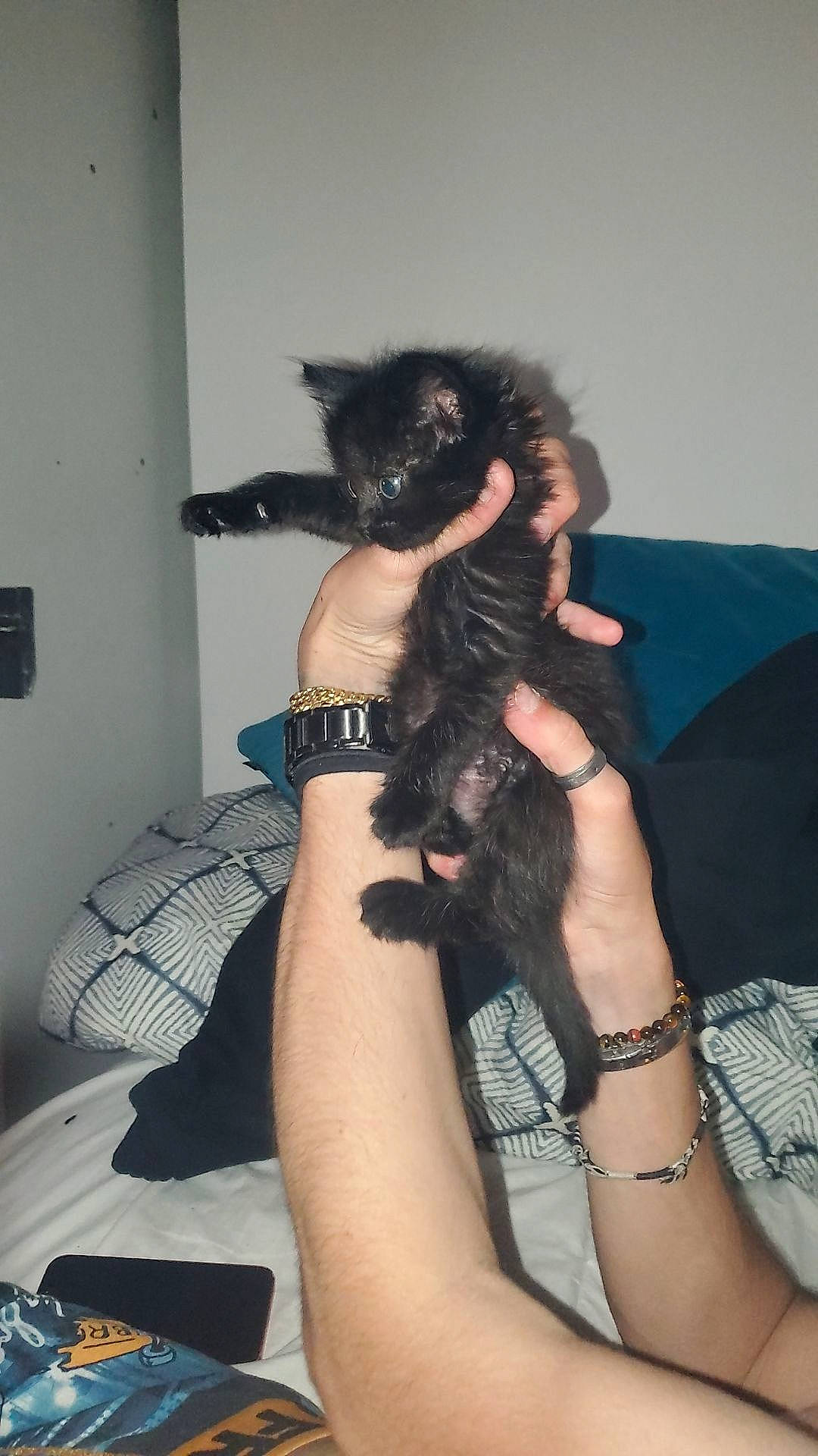 Una a rejoint le concours — aidez-le/la à gagner de superbes lots ! black_hair, carnivore, cat, comfort, companion_dog, dog_breed, elbow, felidae, finger, fur, gesture, human_leg, long_hair, nail, neck, shoulder, small_to_medium_sized_cats, thigh, whiskers, wrist