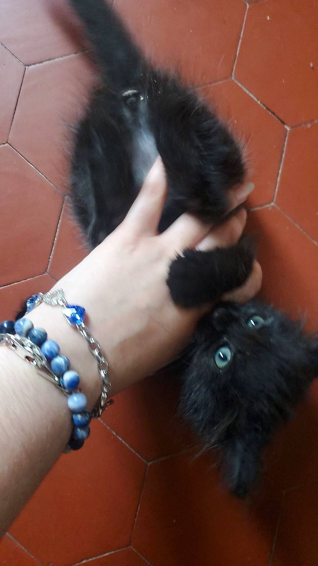 Una a rejoint le concours — aidez-le/la à gagner de superbes lots ! carnivore, cat, claw, companion_dog, dog_breed, electric_blue, fawn, felidae, foot, fur, gesture, human_leg, jewellery, small_to_medium_sized_cats, snout, tail, toe, vertebrate, whiskers, wrist