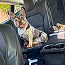 dog, french_bulldog, car_interior, leather_seat, backseat, tongue_out, happy, pet, animal, window, sunlight, trees, daylight, ears_up, sitting, road_trip, modern, black_leather, canine, cute