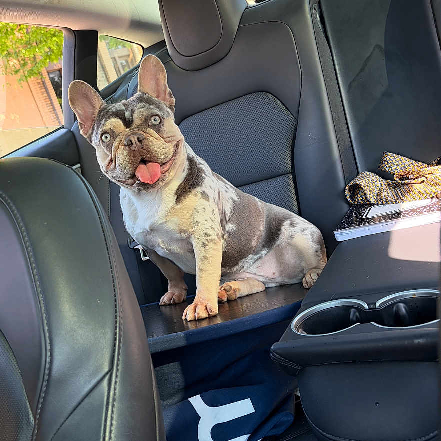 Panda is registered to the contest to win money with this photo: dog, french_bulldog, car_interior, leather_seat, backseat, tongue_out, happy, pet, animal, window, sunlight, trees, daylight, ears_up, sitting, road_trip, modern, black_leather, canine, cute
