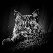 Le Chat participe au concours pour gagner de l'argent avec cette photo : abyssinian, angora, animal, bodypart, cat, face, head, kitten, manx, mouth, person, pet, photography, portrait, siamese, snout