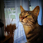 Buzz participe au concours pour gagner de l'argent avec cette photo : cat, tabby, indoor, window, curtains, dried_grass, animal, pet, feline, whiskers, closeup, portrait, domestic, fur, yellow_eyes, natural_light, cozy, home, quiet, still_life