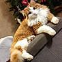 cat, orange_cat, white_cat, fluffy_cat, couch, furniture, indoor, christmas_tree, holiday_decorations, ornaments, pet, animal, relaxed, curious, feline, home, cozy, paw, tail, whiskers
