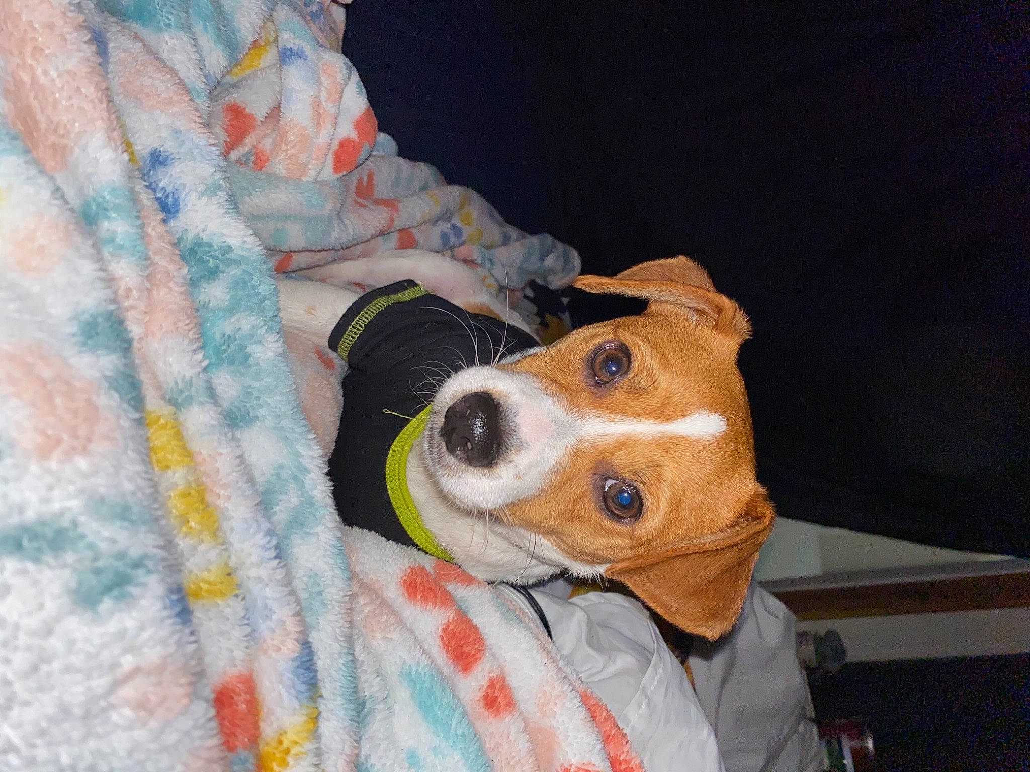 Bailey joined the competition — help win amazing prizes! beagle, canidae, carnivore, companion_dog, danish_swedish_farmdog, dog, dog_breed, fawn, jack_russell_terrier, mammal, miniature_fox_terrier, parson_russell_terrier, russell_terrier, snout