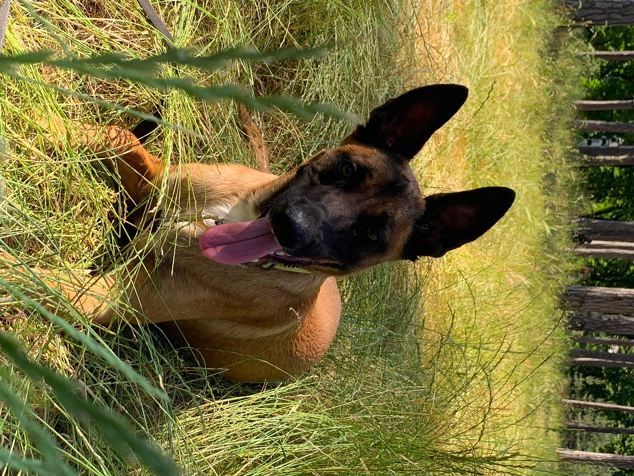 Pistache a rejoint le concours — aidez-le/la à gagner de superbes lots ! canidae, carnivore, dog, dog_breed, fawn, foot, grass, guard_dog, livestock, plant, snout, sporting_group, terrestrial_animal, wildlife, working_animal