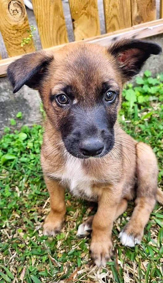 Pistache a rejoint le concours — aidez-le/la à gagner de superbes lots ! carnivore, companion_dog, dog, dog_breed, fawn, fur, grass, plant, snout, terrestrial_animal, toy_dog, whiskers