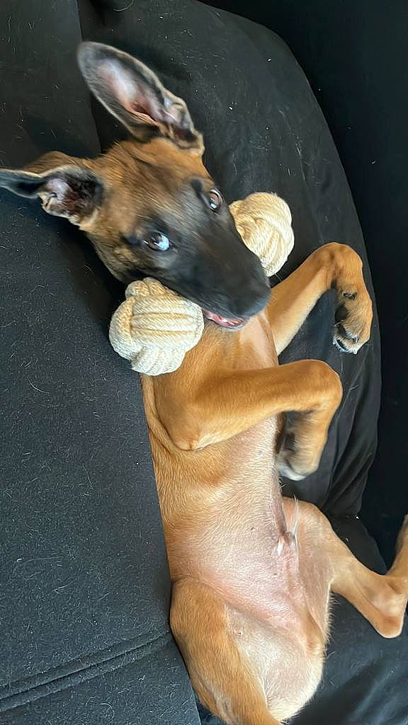 Pistache participe au concours pour gagner de l'argent avec cette photo : canidae, carnivore, companion_dog, dog, dog_breed, dog_collar, dog_supply, ear, elbow, fawn, foot, human_leg, knee, paw, snout, sporting_group, toy_dog, whiskers, working_animal, wrist