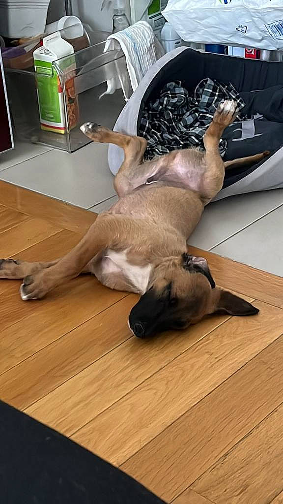 Pistache participe au concours pour gagner de l'argent avec cette photo : canidae, carnivore, comfort, companion_dog, dog, dog_breed, fawn, floor, flooring, fur, hardwood, human_leg, laminate_flooring, plank, snout, tail, terrestrial_animal, wood, wood_flooring, working_animal
